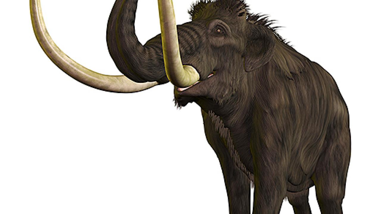 Drawing of a woolly mammoth