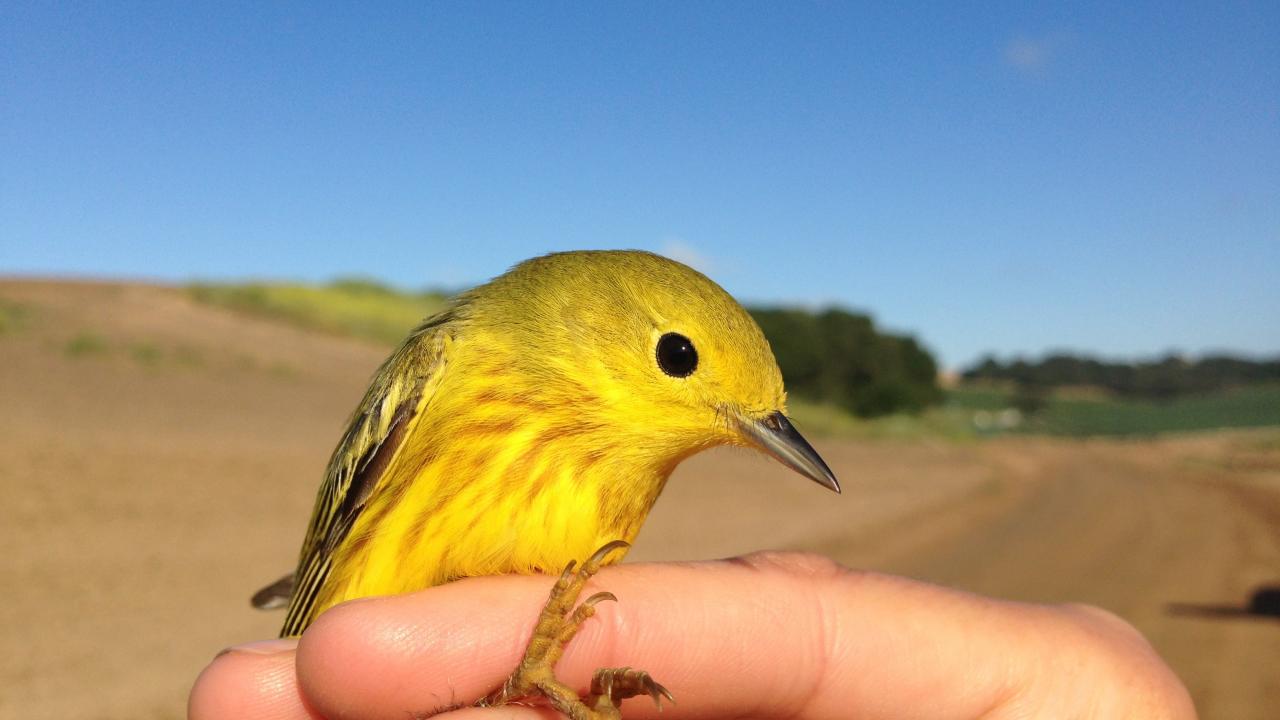 yellow warbler on human hand