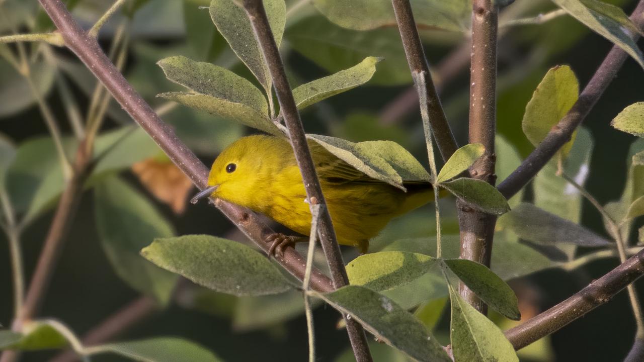 Yellow warbler in a bush