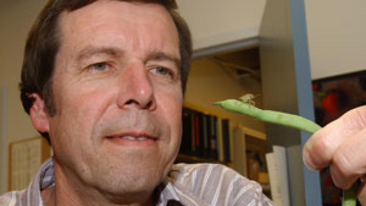 Frank Zalom, shown holding a stink bug, is recognized for helping to make UC IPM a significant resource for researchers and growers as the state has transitioned away from environmentally unfriendly pesticides.