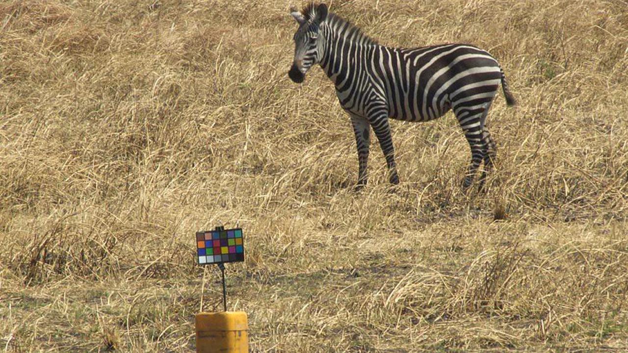 Zebra Stripes Not for Camouflage, New Study Finds | UC Davis