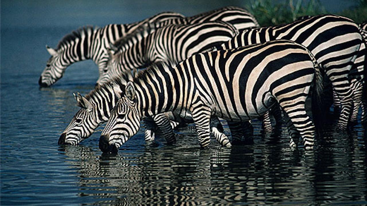 Many zebras drinking from a river