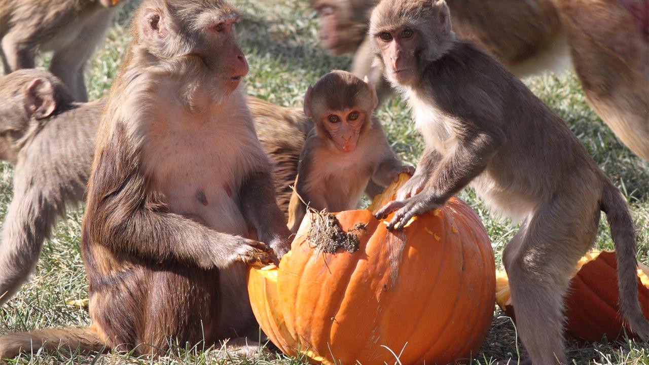 In an outdoor setting, two monkeys are on either side of a pumpkin with a smaller monkey between them. 