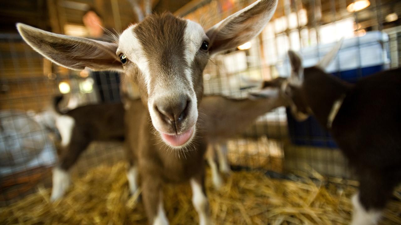 A goat at the UC Davis Dairy Goat Facility looks directly at the camera.