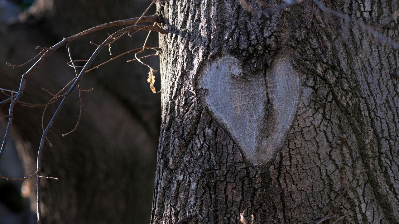 A heart takes shape on the trunk of an oak tree in the UC Davis Arboretum.