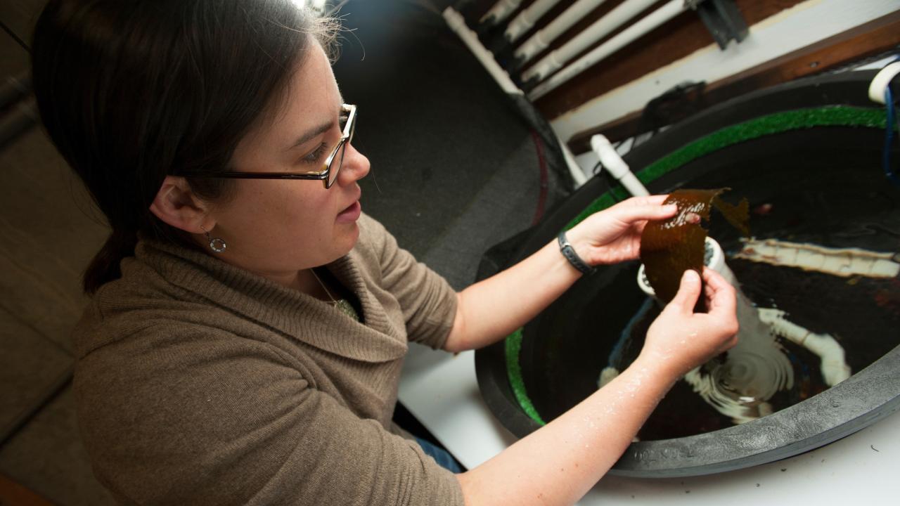 Woman in marine laboratory looks at young white abalone attached to piece of dulse 