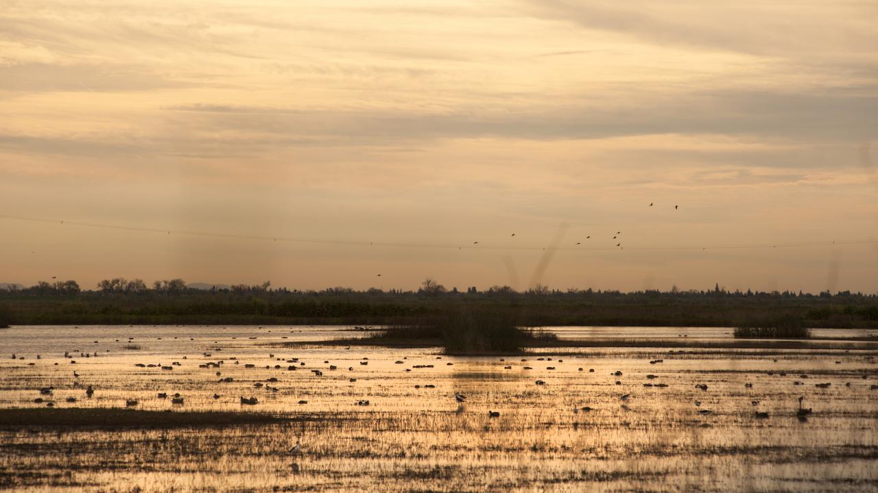 waterfowl dot the landscape at dusk of the Yolo Bypass
