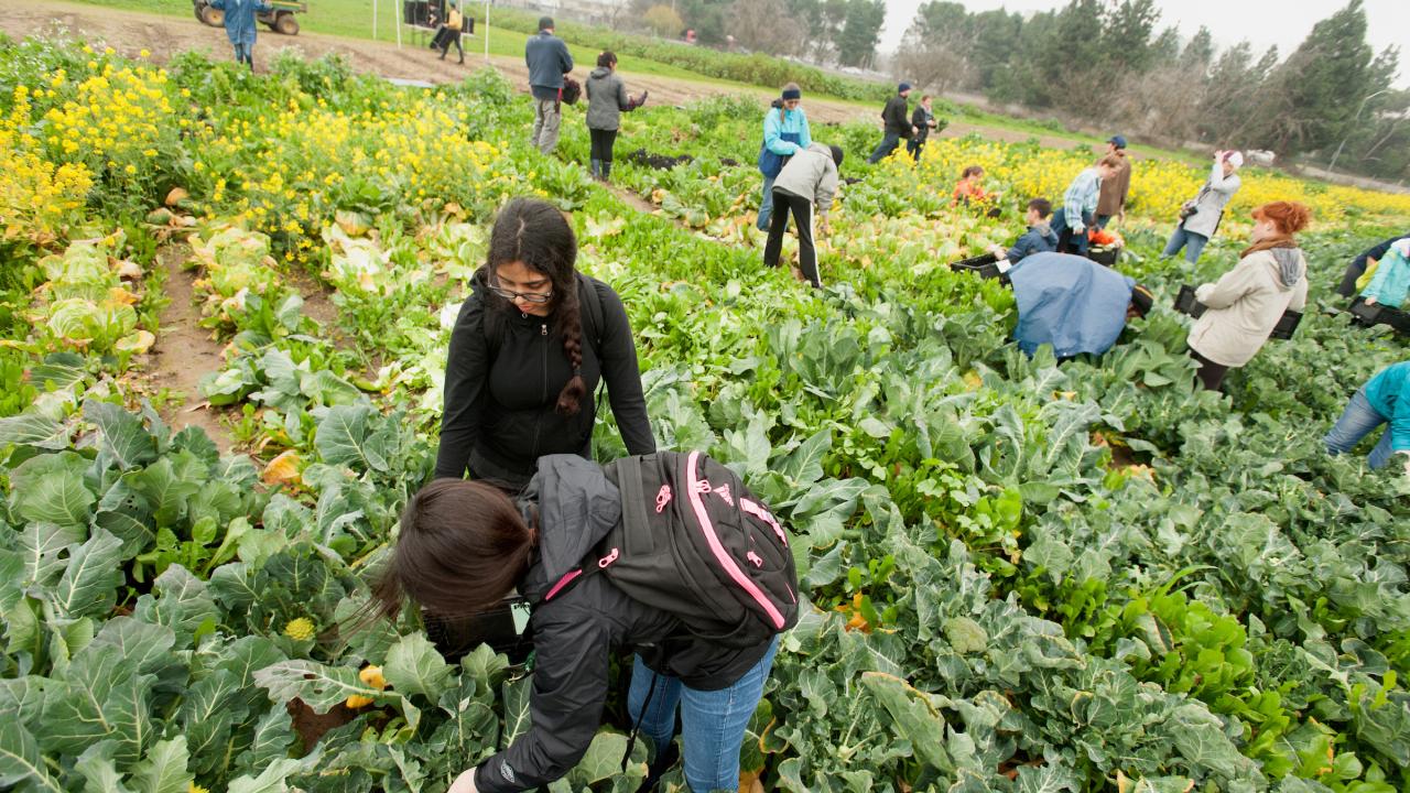 Students picking vegetables in field
