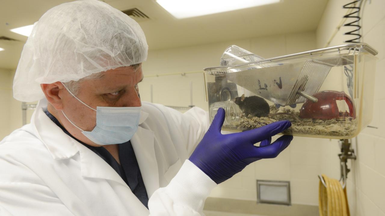 A researcher holds a clear plastic cage with a small mouse in it. A molecule found in the keto diet plays a key role in preventing early memory decline in mice. The memory loss is comparable to mild cognitive decline in the early stages of Alzheimer's disease. (UC Davis School of Veterinary Medicine)