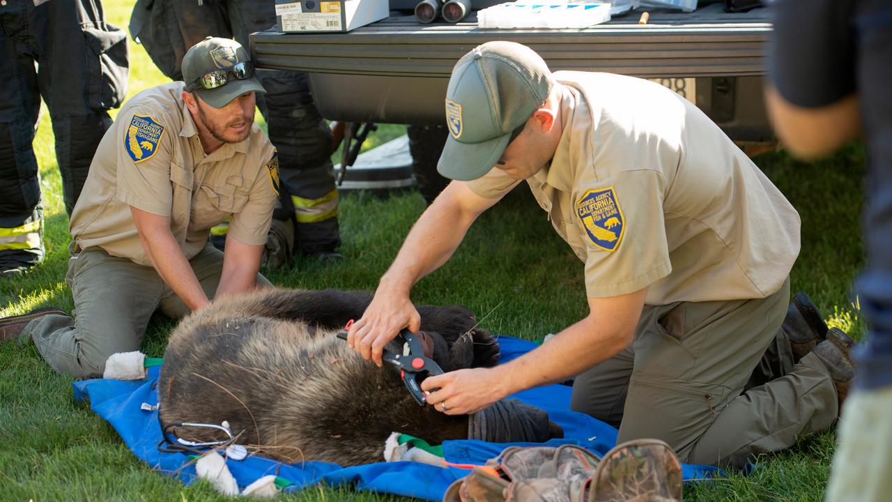 Wildlife officers put ear tag on bear.