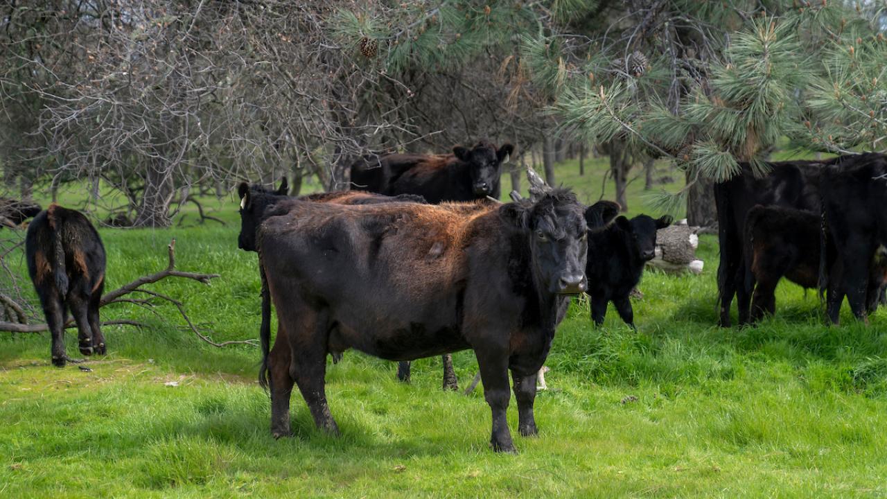 Black angus cattle in field