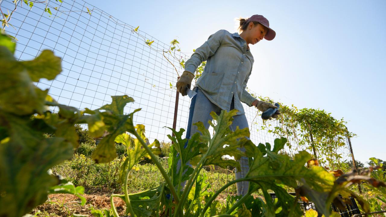 Female college student tends sweet peppers in field at UC Davis' Student Farm. 