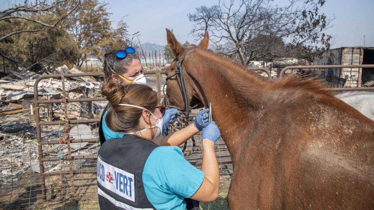 Veterinary Emergency Response Team members care for horse.