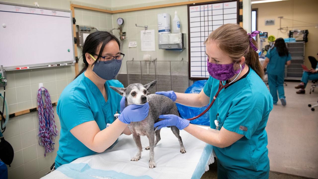 Veterinary student Melissa Hernandez ’23 and Assistant Professor Kate Farrell, ASSISTAH examine a Chihuahua-mix breed in the veterinary hospital's emergency room. The new ER/ICU will open May 3. (School of Veterinary Medicine)