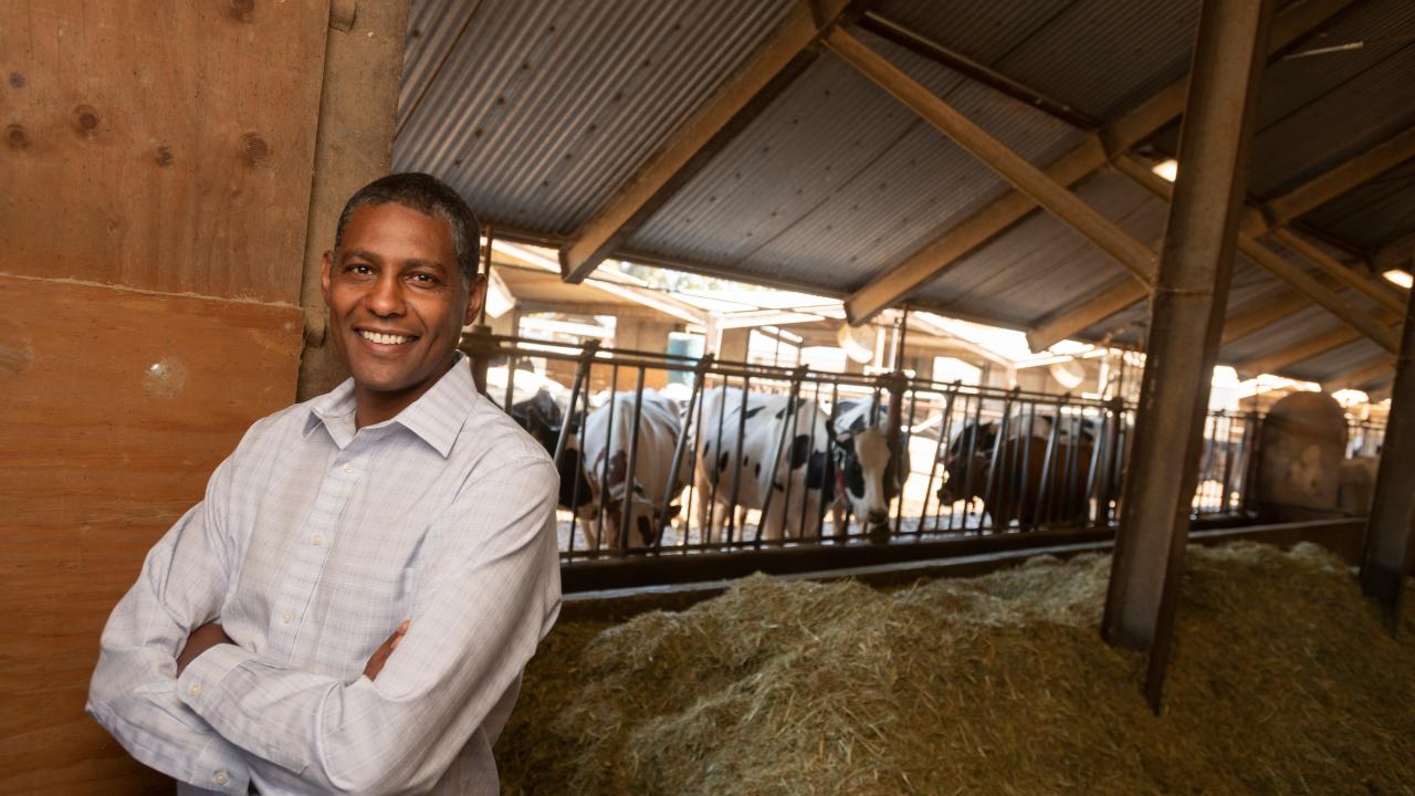 A dark-skinned man in a white shirt with folded arms stands to the left. Behind him and on the right a row of feeding cattle. 
