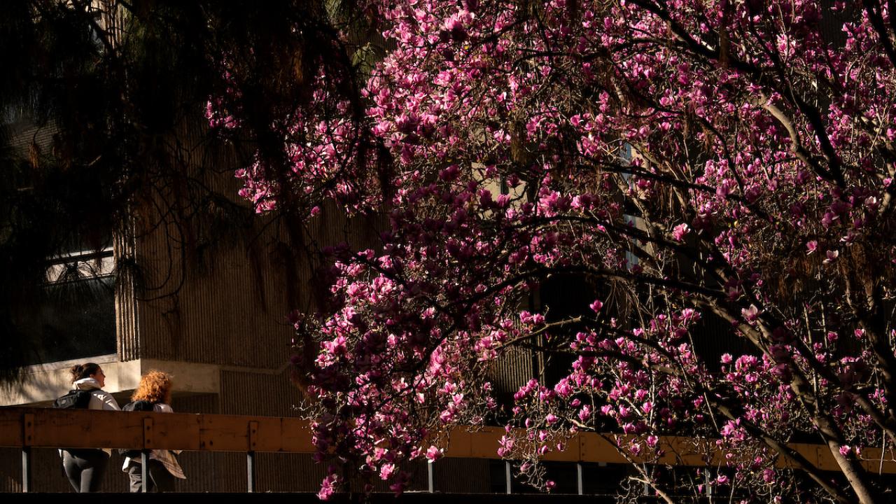Students pass the blooming magnolia tree outside Briggs Hall on February 22, 2023.