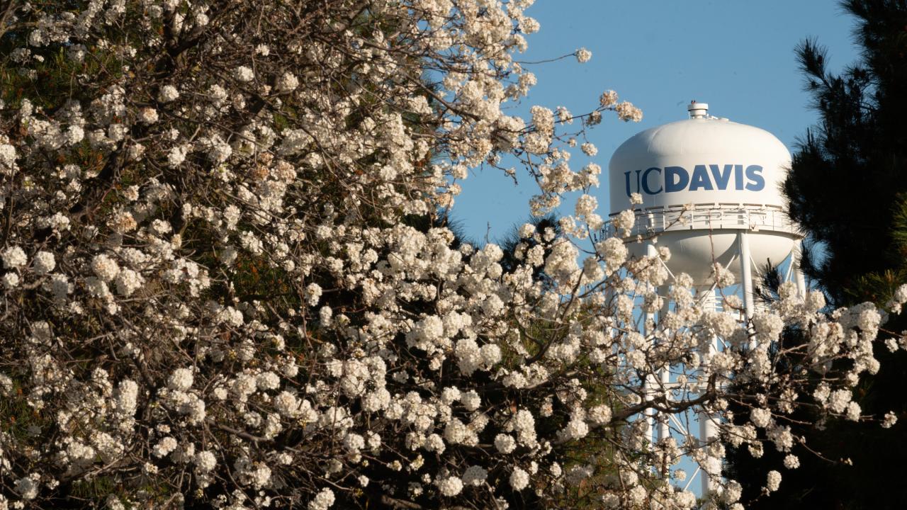 Blooming flowers in foreground with a water tower in the background, under a clear blue sky.