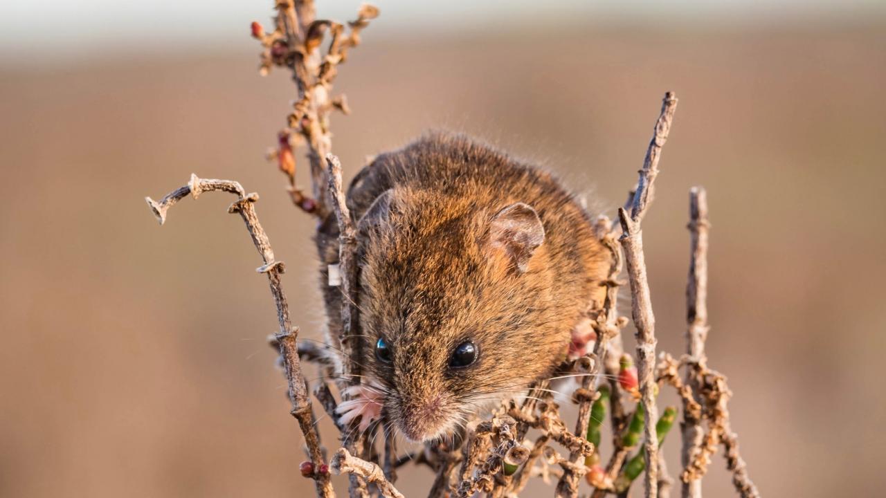 Closeup of endangered salt marsh harvest mouse on marsh plant