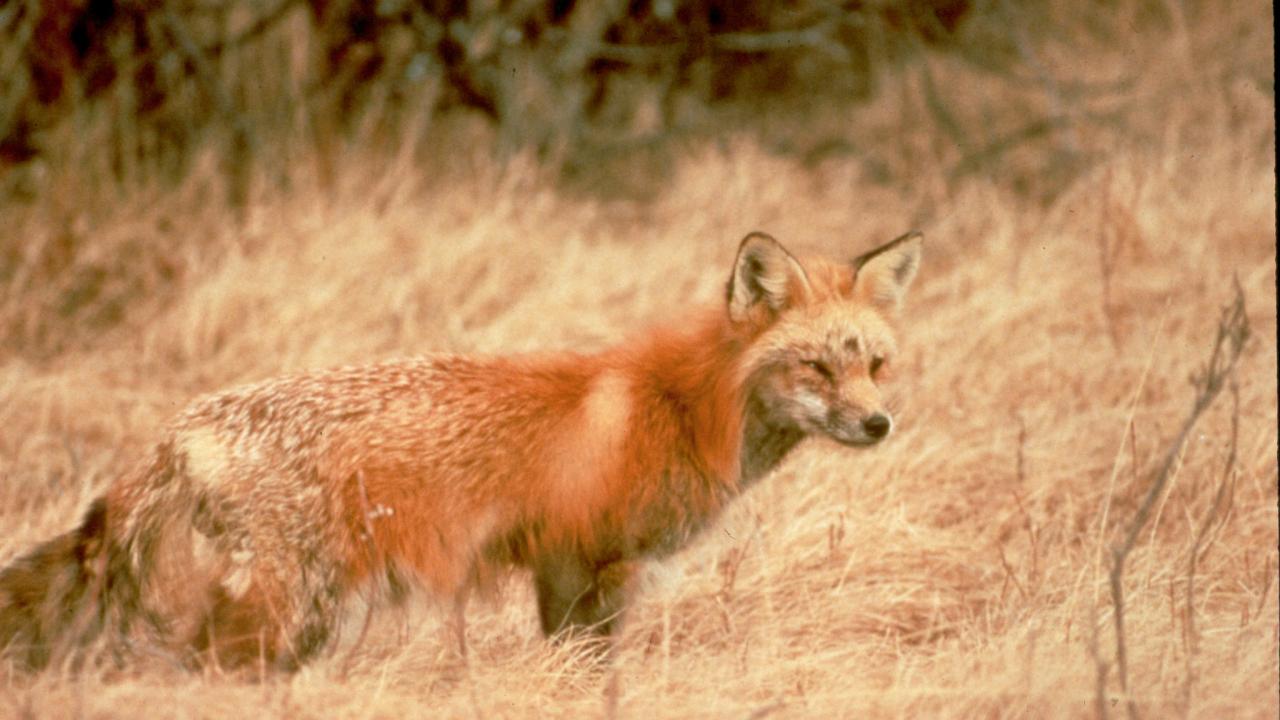 Sierra Nevada red fox in dry Sierra Nevada grassland