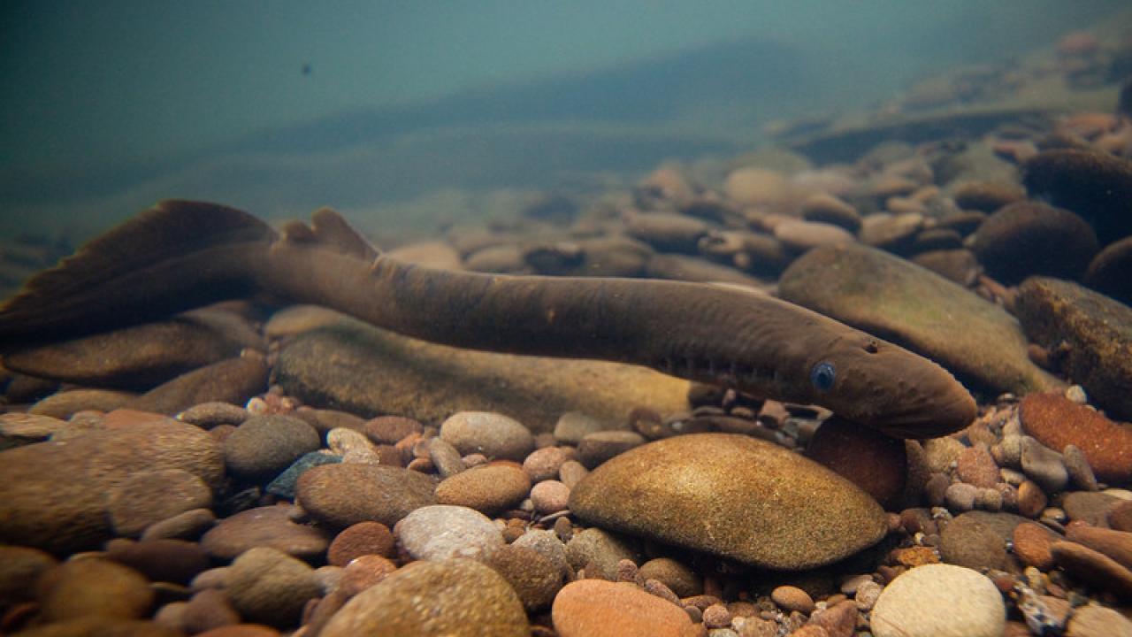 A Pacific lamprey swims in streambed