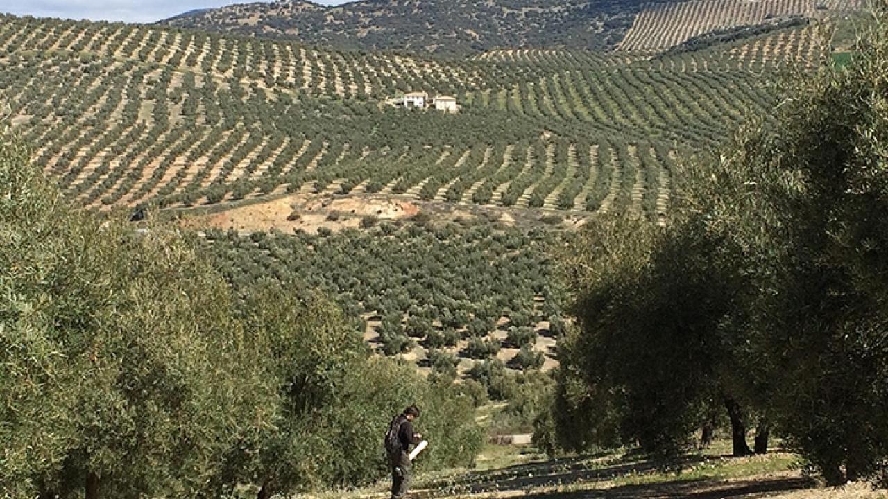 View of hills covered in olive groves. A person standing in middle distance. 