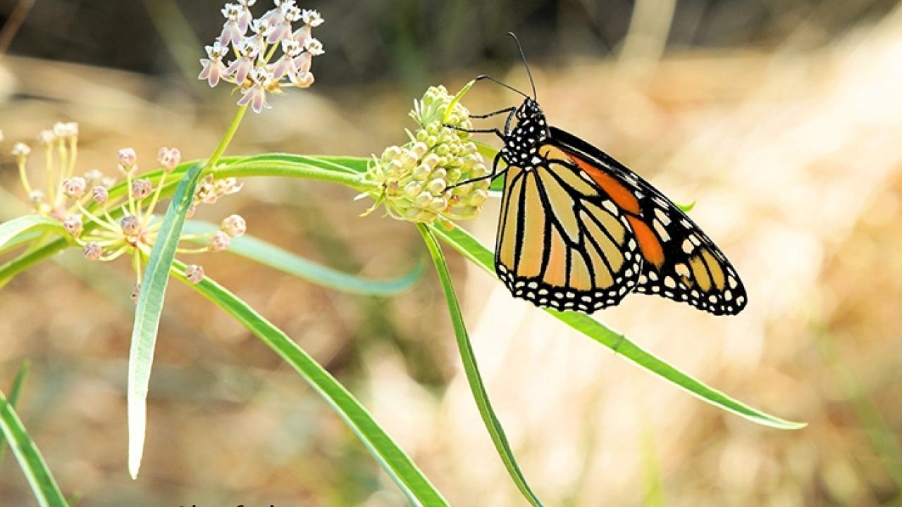 An orange, black and yellow butterfly feeds on a flower while perched the stem. 