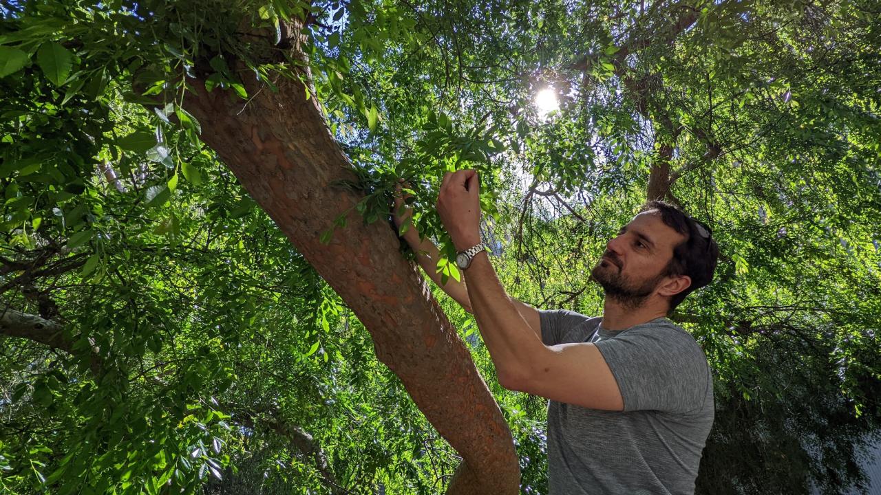 UC Davis professor Alessandro Ossola reaches into canopy of tree in urban garden