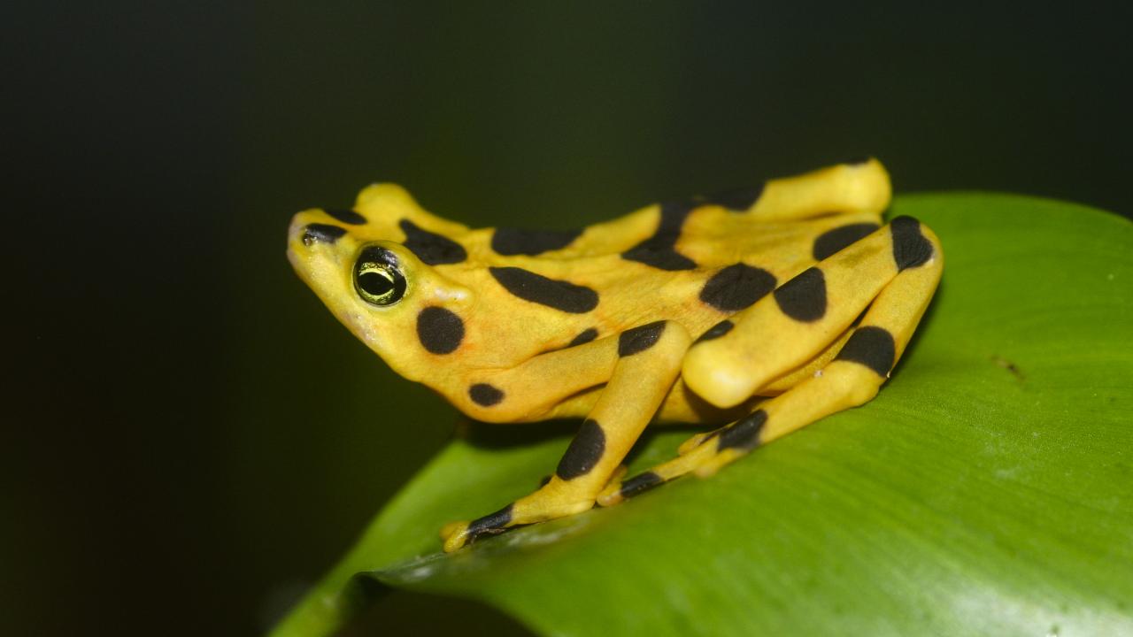 A Panamanian golden frog sits on a leaf. It has a yellow body and large black dots.