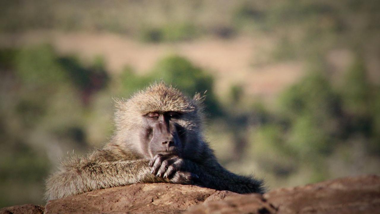 Wild baboon appears to doze with chin on hands. 