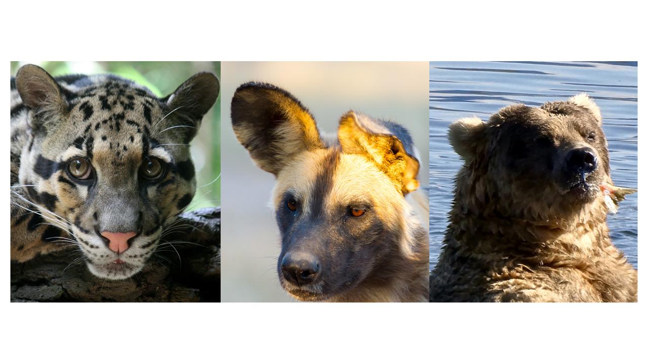 Headshots of a big cat, African wild dog and a grizzly bear. 