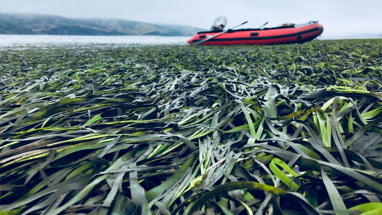 seagrass spreads across bay with red boat in background