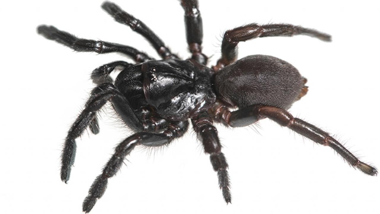 Big black spider