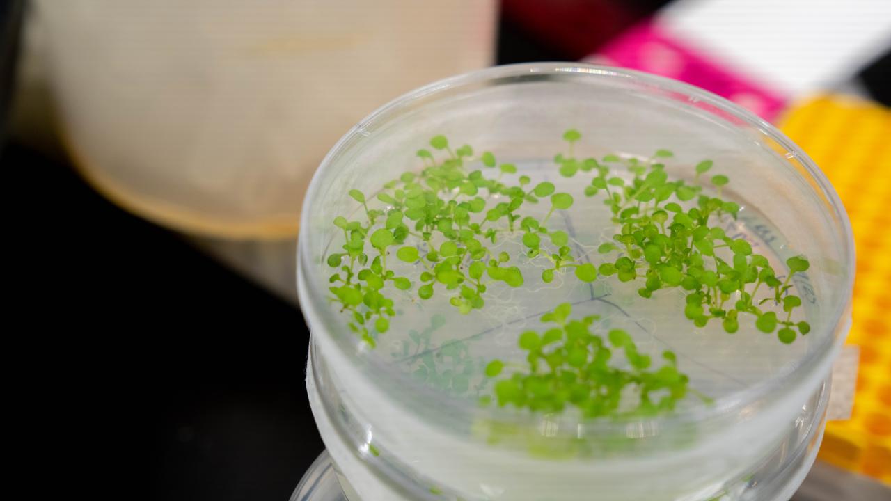 Green seedlings grow in a circular plastic dish on a lab bench. 