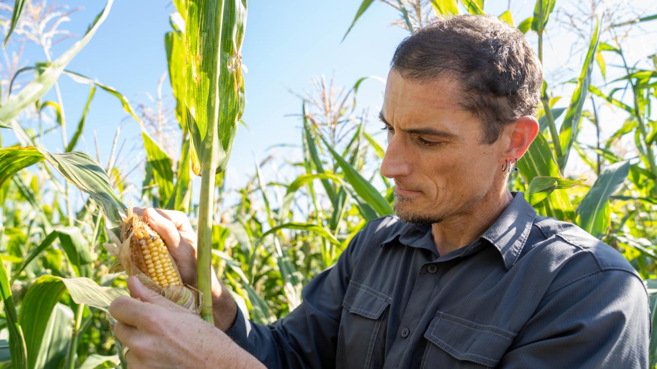  A man with short brown hair and a short beard examines an ear of corn surrounded by corn stalks. 