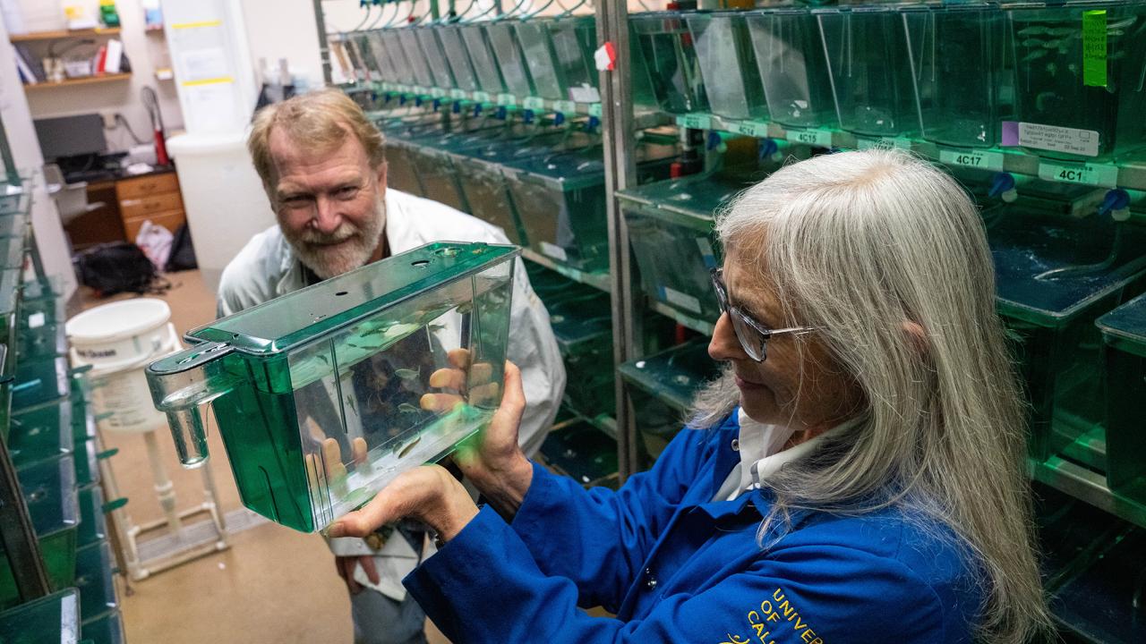A woman with shoulder length grey hair and glasses wearing a blue lab coat looks at a green-tinted fish tank she is holding. On left behind the fish tank is a white man with greying reddish hair and a grey beard wearing a white lab coat. In the background are racks of plastic fishtanks. 
