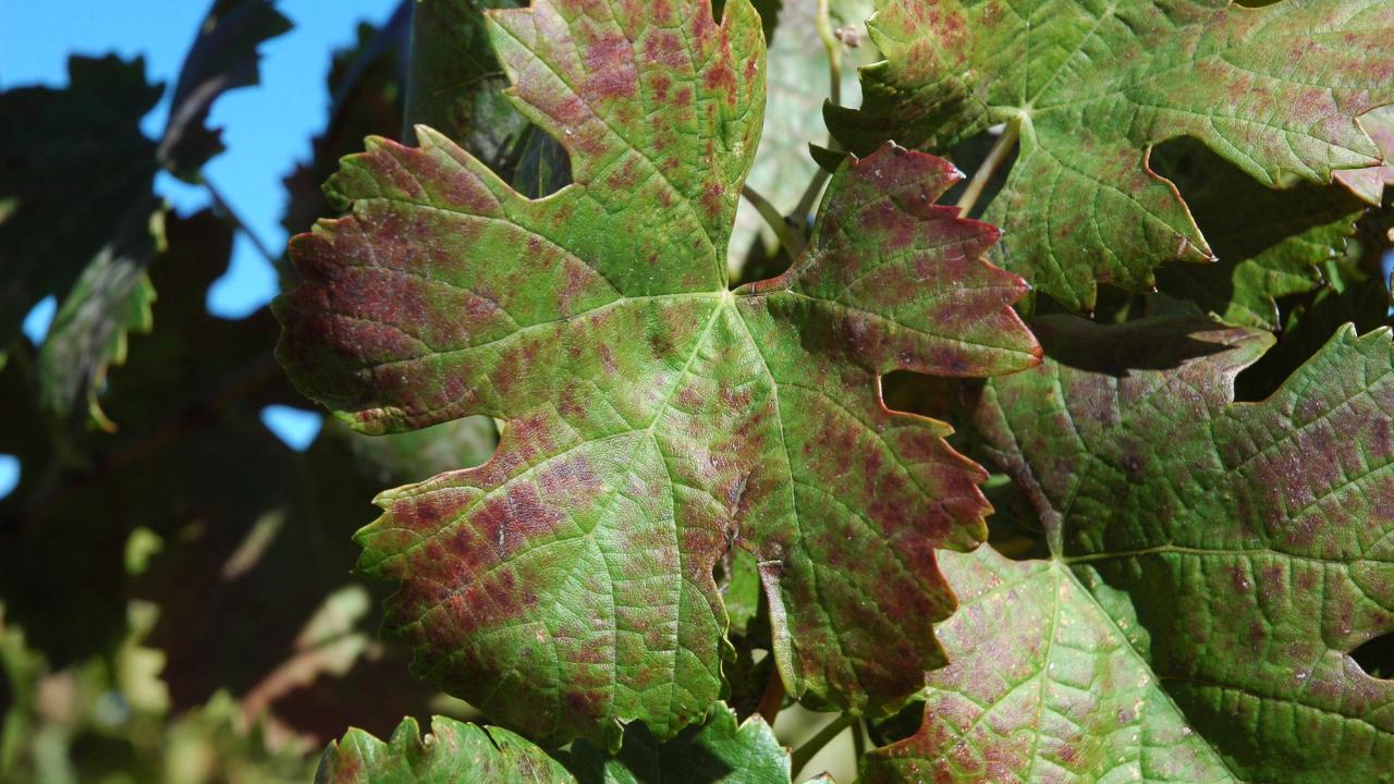 photo of grape leave with red blotches from red blotch disease