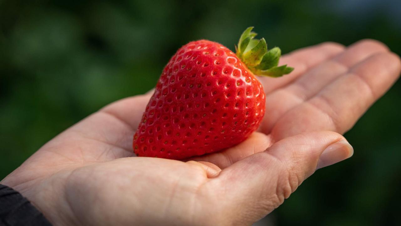 A new strawberry variety called Eclipse is held in a hand. The variety was bred to be resistant to Fusarium wilt, a deadly fungal disease.