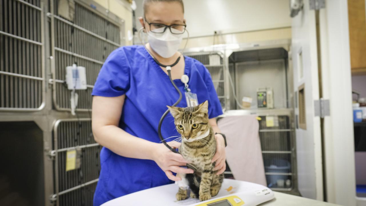 veterinarian with tabby cat 
