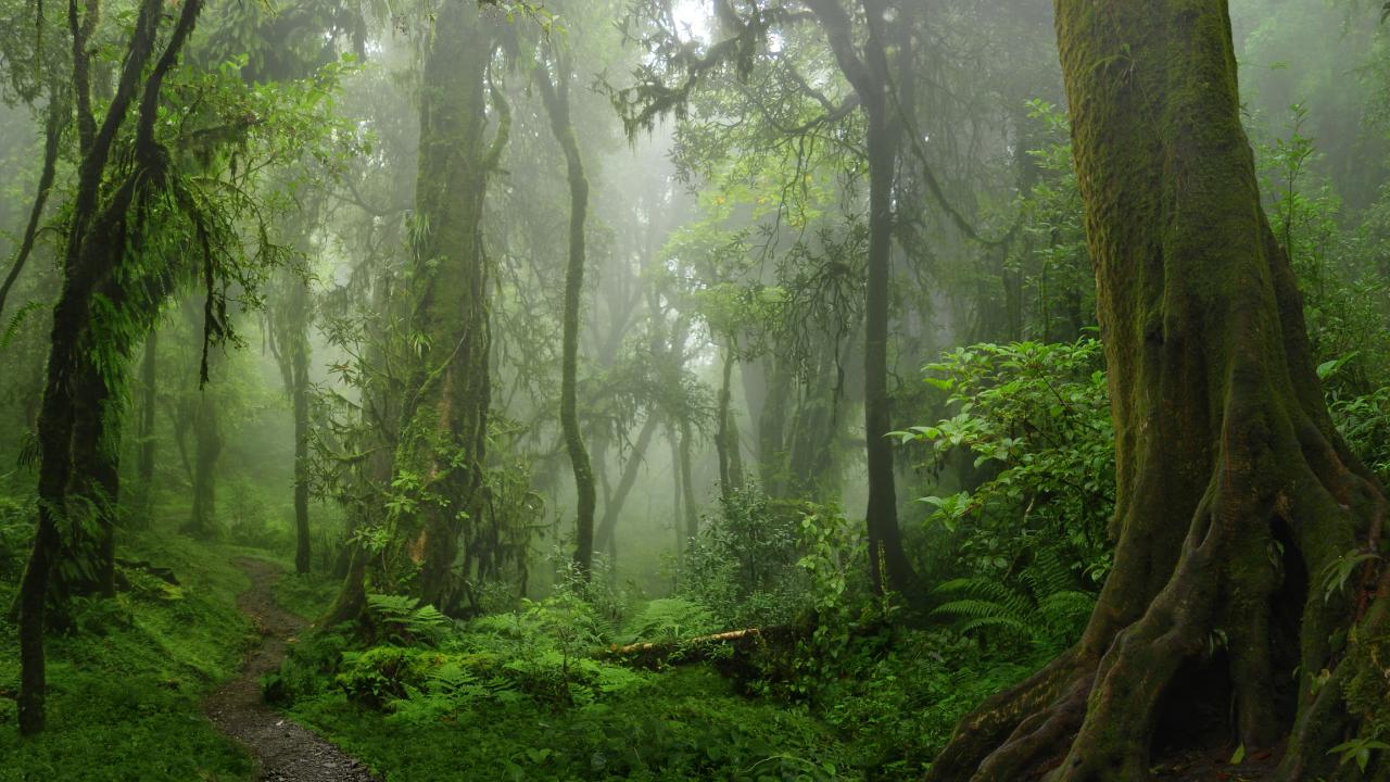 Stock image of deep green rainforest.