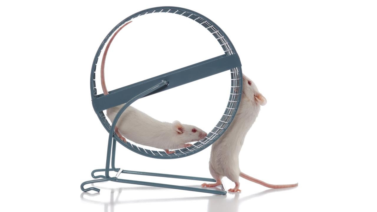 Stock image of two white mice with an exercise wheel 