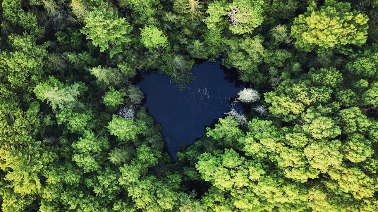 aerial view of forest with heart-shaped lake