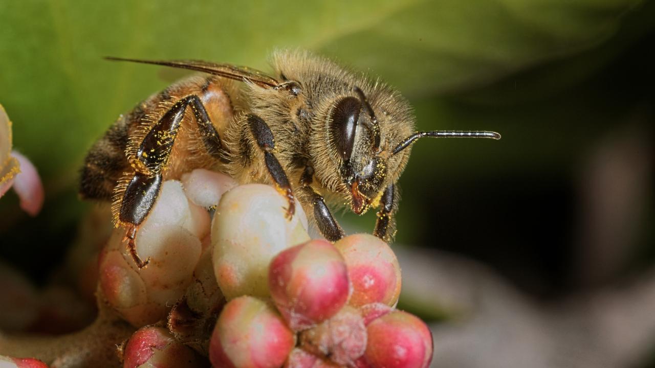 медоносная пчела крупным планом на ягоде
