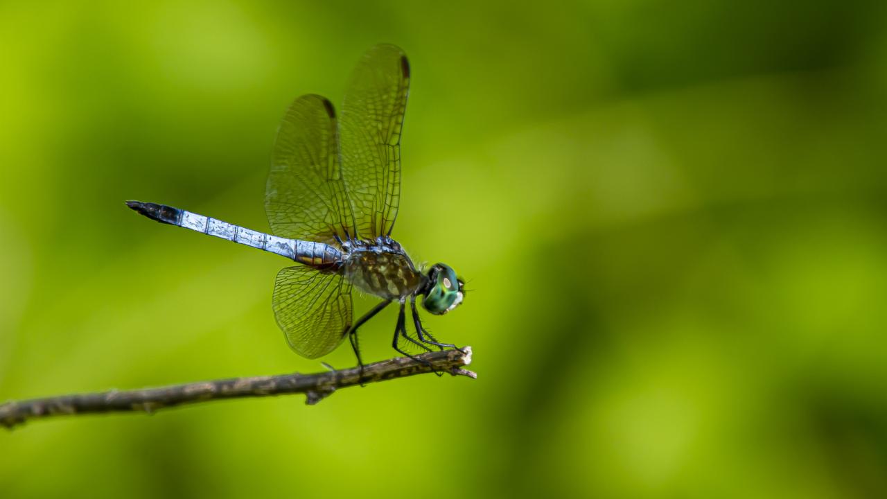 A dragonfly in profile perched on a stick against a blurred green background. 