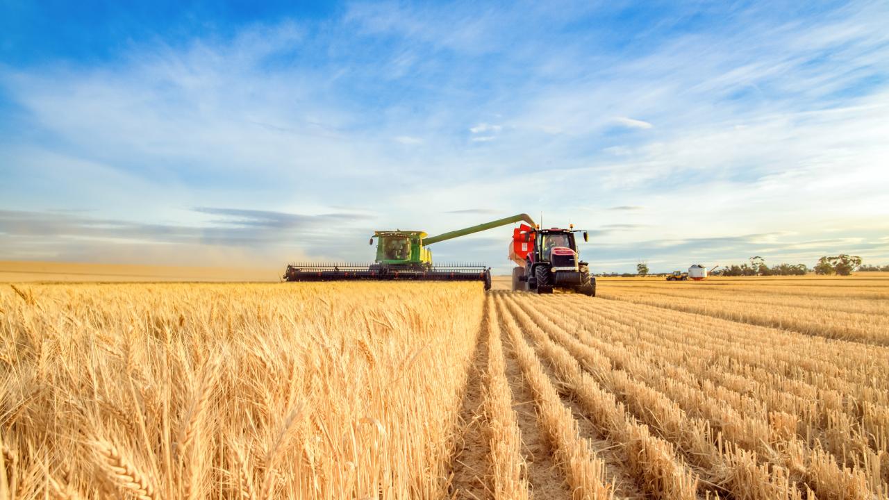 A combine harvester approaches the camera in a field of wheat. 