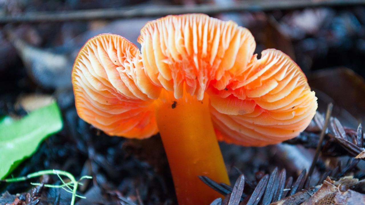 Close up of pinkish-red candy cap mushroom on forest floor in California