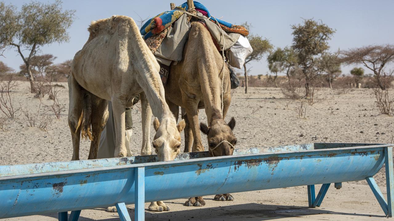 Camels drinking from a blue water trough in barren desert. 