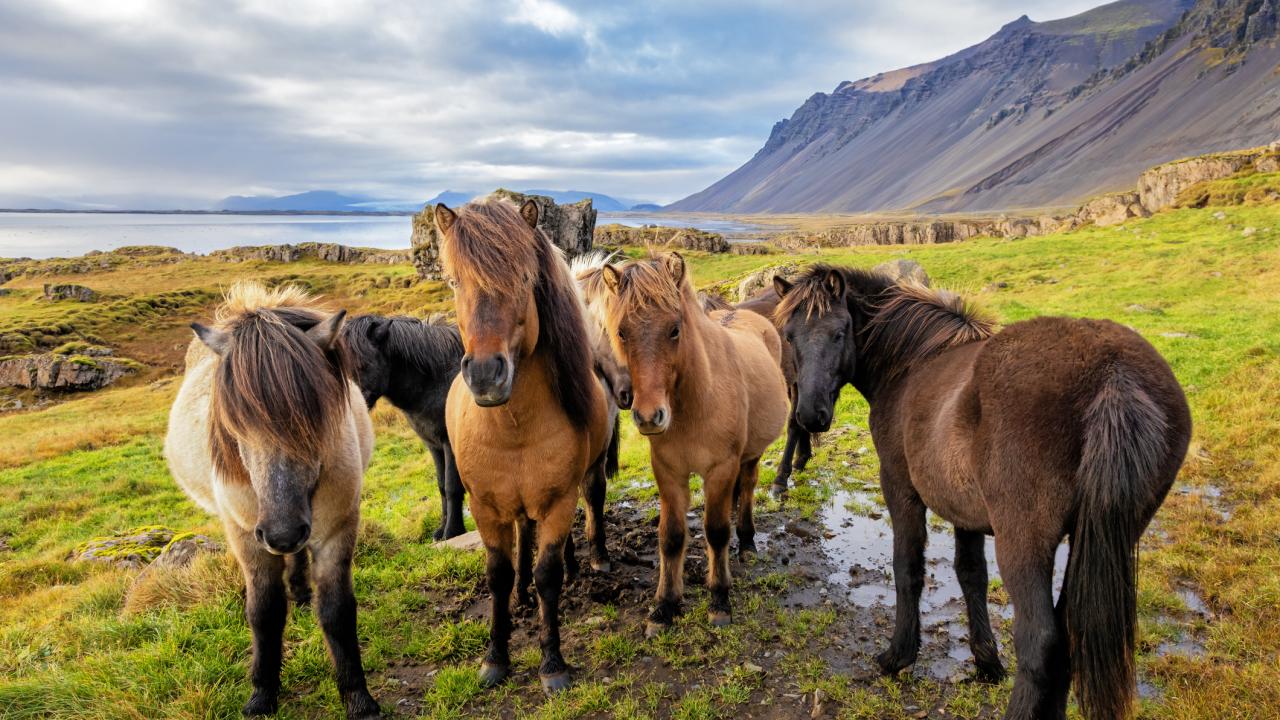 A group of shaggy horses with a wilderness background. 