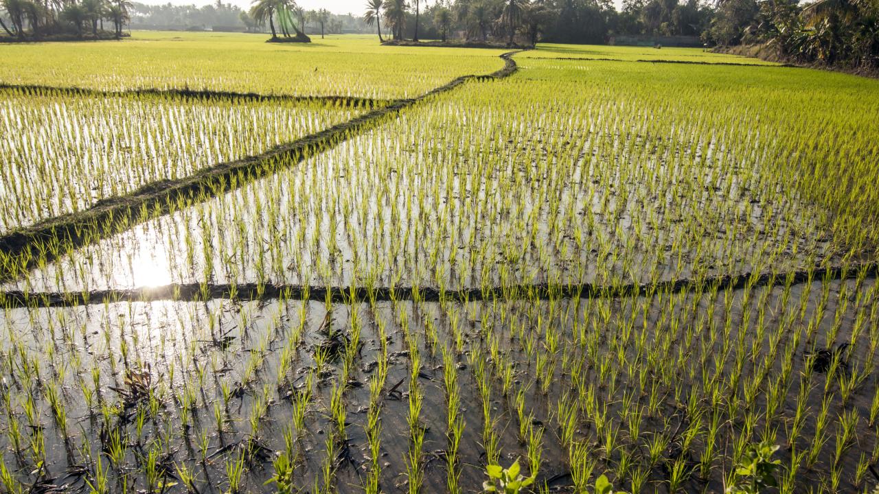 Green rice plants in paddy fields with palm trees in the background.