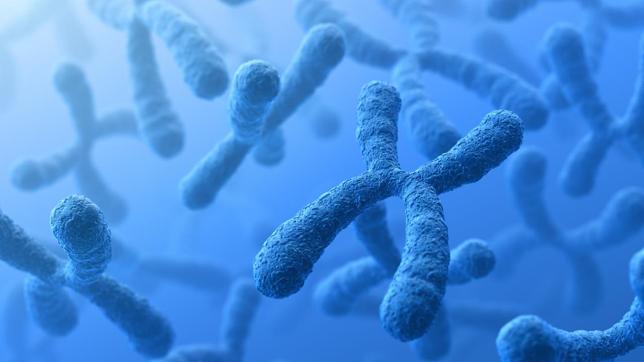 3-D rendering of X-shaped chromosomes against a blue background.