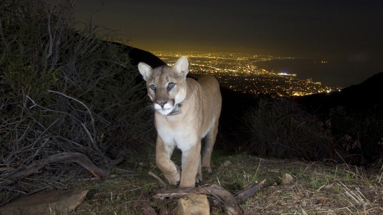 Mountain lion walks hills at night with city lights of Los Angeles shining below